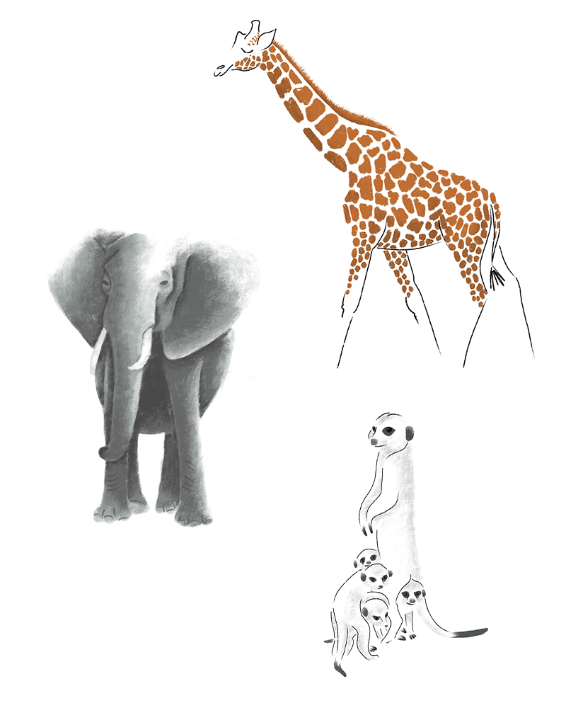 drawing
of a giraffe, group of meerkats and elephant