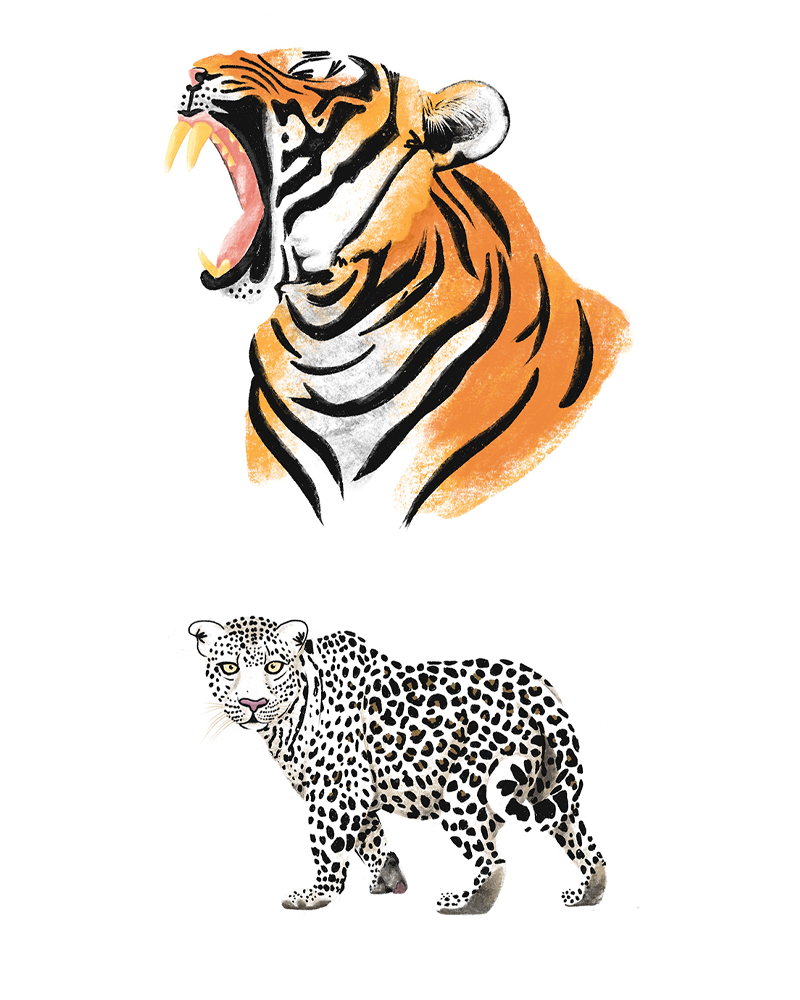 drawing of a roaring tiger and a snow leopard