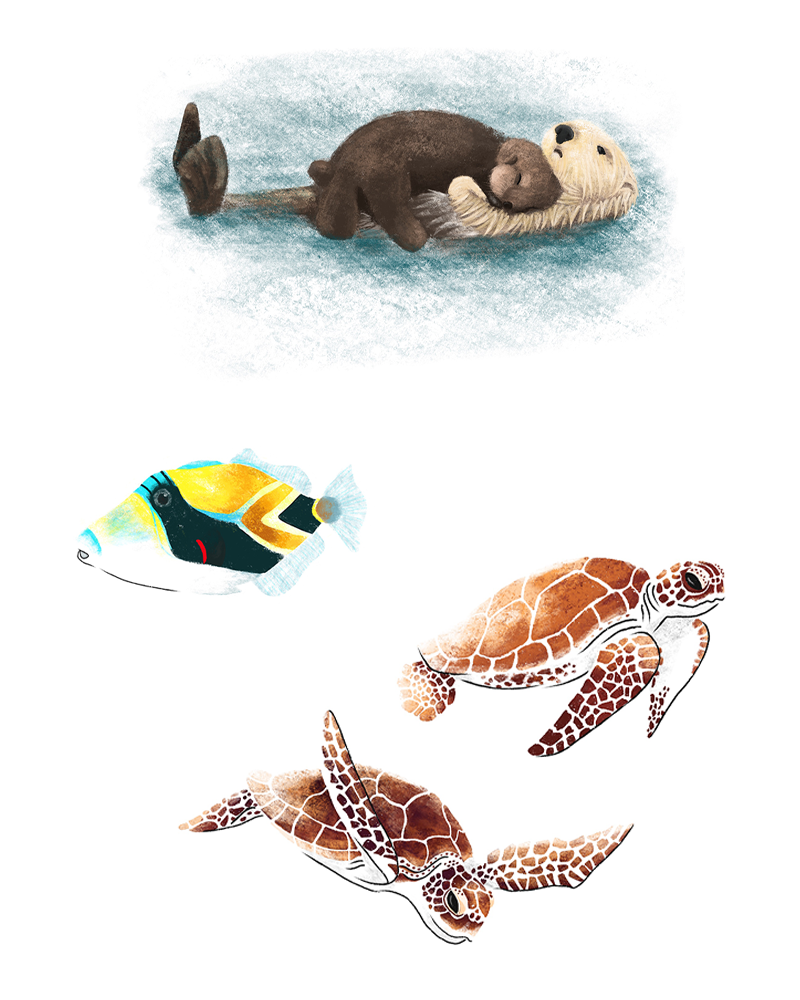 drawing of a mother sea otter
with baby, two sea turtles and a humuhumunukunukuapua'a